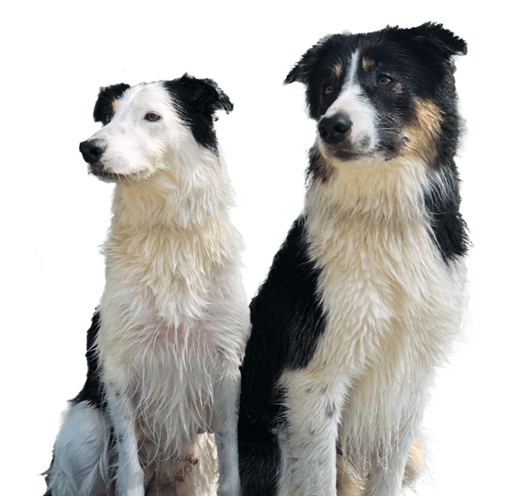 IMG-CHIENS-FORMULAIRE
