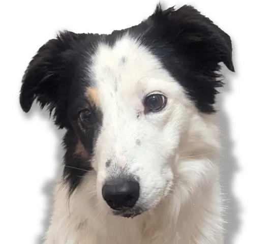 chien-1