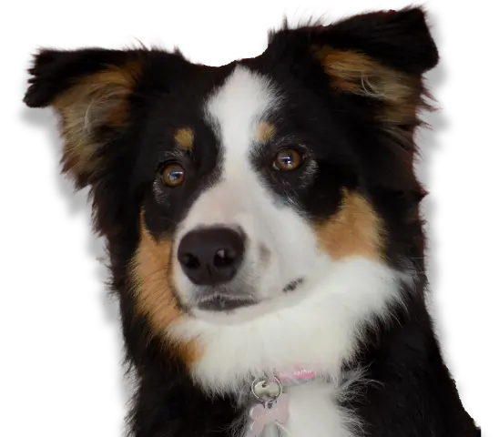 chien-2