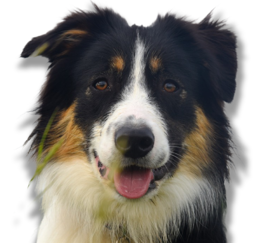 équipe de détection canine de punaise de lit pour les particuliers et les professionnels équipe de détection canine de punaise de lit pour les particuliers et les professionnels